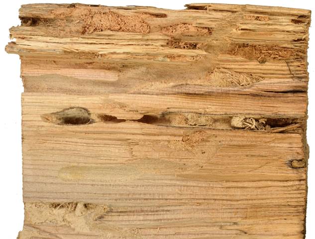 aab Kréta borovice.JPG